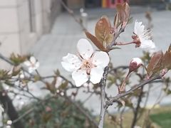 -和平公园