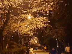 -武汉大学-樱园