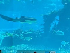 -海棠湾洲际-涛·海底餐厅·美人鱼·自助餐·海底隧道