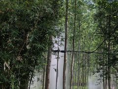 -合肥滨湖国家森林公园