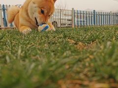-趣玩宠物乐园寄养训犬训狗游泳池