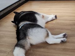 -Husky Go! 哈士奇体验馆·宠物咖啡厅狗咖