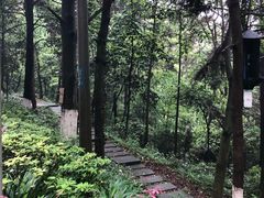 -铁山坪森林公园