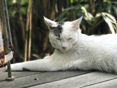 -海边的猫和咖啡馆