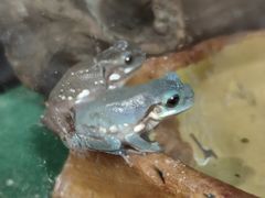 -酷以爬仙阁实体爬宠店·守宫·蜥蜴·专业繁育