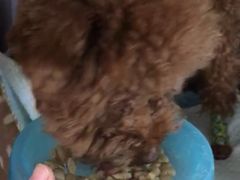-伟伟宠物医院·CT影像中心·瑞派犬猫综合性门诊(汉口总院)