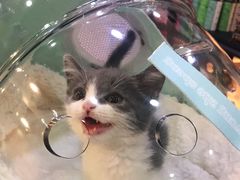 -喵百万·布偶·蓝金金渐层英短·猫舍(百子湾店)