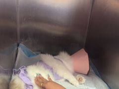 -瑞派福兴宠物医院犬猫全科·骨科·中西医结合(河东店)