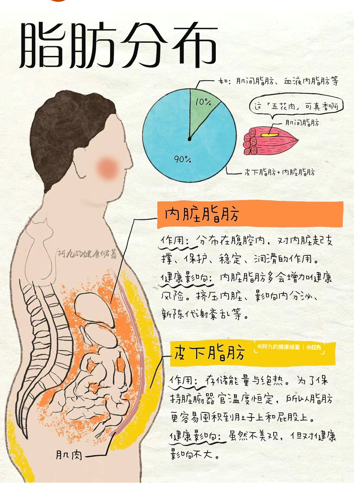 全身脂肪分布图图片