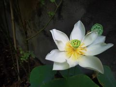 -巴巴新生活·四合院会议·疗愈团建.品牌活动