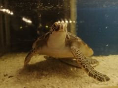 -海棠湾九号度假酒店-融荟家和中餐厅
