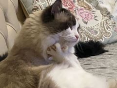 -喵zoo家庭繁育猫舍(尖东智能花园店)