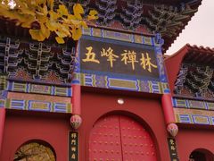 景点-遵化市禅林寺古银杏风景园