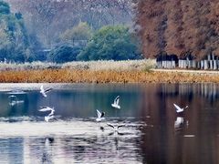 -东湖落雁景区