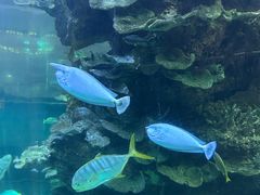 -蓬莱欧乐堡海洋极地世界
