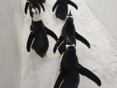 -广州热雪奇迹