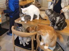 大堂-平行世界·猫咖(首经贸店)