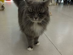 -安格丽娜·狗咖·猫咖羊驼咖(春熙路百盛商场店)
