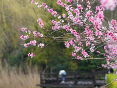 -树山生态村