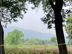 -北京西山国家森林公园