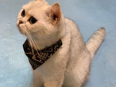 -猫色咖啡·猫咖