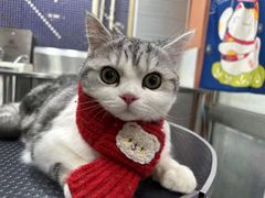 -车接车送·寄养洗护·德文猫舍(大宁店)