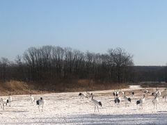 -钏路市丹顶鹤自然公园