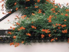 -青果巷历史文化街区