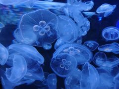 -芜湖新华联大白鲸海洋公园