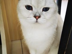-鼓捣猫呢主题猫咖店