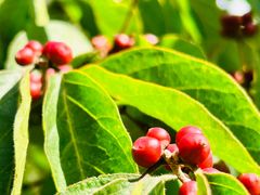 -野鸭湖国家湿地公园