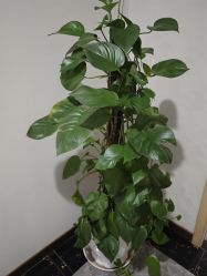 点击看大图 -碧莲盛·不剃发植发