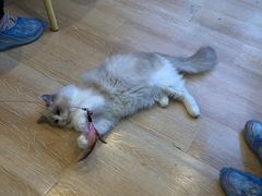 -猫咪派对(江南西店)