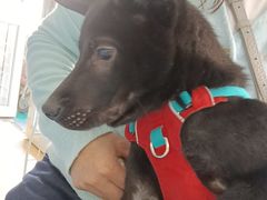 -天使宠物医院·犬猫分诊(彩虹店)