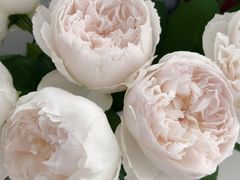 -循礼门鲜花花市(武汉循礼门店)