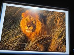 -罗红摄影艺术馆