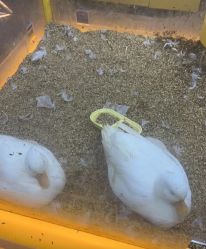 -神奇动物撸宠馆·羊驼·小浣熊·异宠(豫园店)