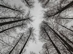 -黄海国家森林公园