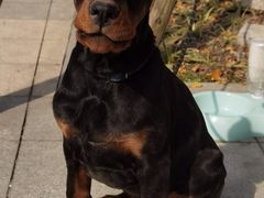 -仁华宠物医院(青羊店)