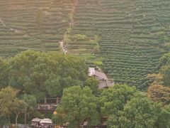 -十八棵（老龙井）御茶园(老龙井店)