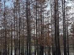 -白鹭湾湿地公园