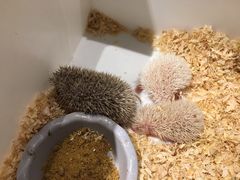 -藦茜花园宠物主题亲子互动体验馆(国顺东路店)