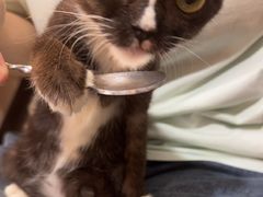 -楼上猫咖(罗湖店)