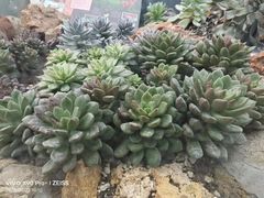 -北京植物园-展览温室