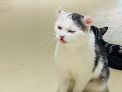 -藏猫猫咖啡主题馆(中央大道店)