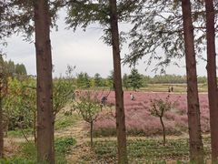 -日照海滨国家森林公园