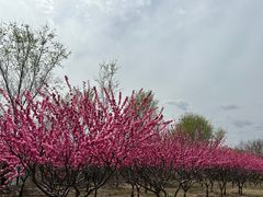 -永定河休闲森林公园