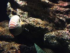 -暹罗海洋世界