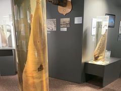 -冰岛阴茎博物馆