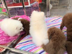 -中环花鸟鱼虫市场
